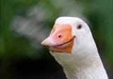 happy duck