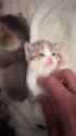 1743851932102305_thumb.jpg