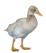 duck