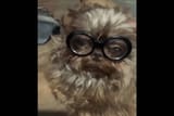 dogger