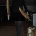 ZinogreDualsDoggo_thumb.jpg
