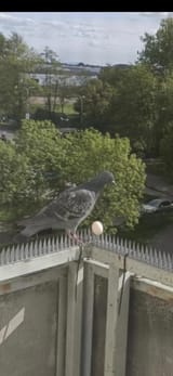 Pigeon nest spikes