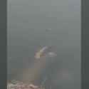 Seaman for Dreamcast_thumb.jpg