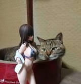 Cat_7