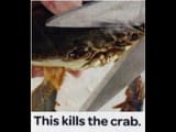 crab