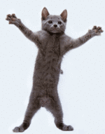 cat-dance