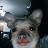 worry dog