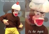 escaped is the ape