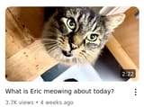 meowing about today