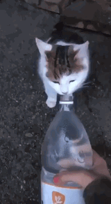 1732815351097798