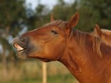 laughing-horse