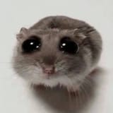 sadhamster
