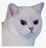angcat