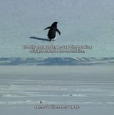 Penguin walks away