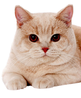 giga cat