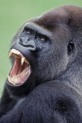 lowland-gorilla-male-with-mouth-open_u-l-q1067hf0