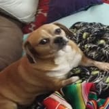 uncomfortable dog