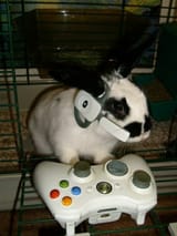 GamingBun