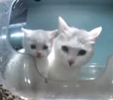 Dumplingandmom2