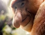 jew monkey