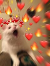 catto