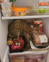 cat eat chicken