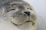 satisfied-seal-meme-template-full-c0e96216