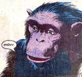chimp wow