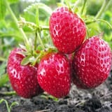 mara-des-bois-strawberry-variety-4