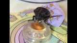 roach