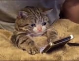 sad_kot