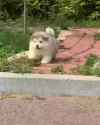 DOGS_thumb.jpg