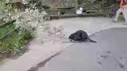 Beaver dragging branch_thumb.jpg