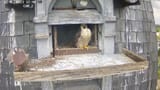 Pigeon Nest Falcon