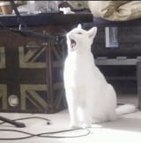 cat sing