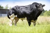 chad moo