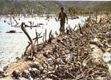 Cambodian_execution_trench
