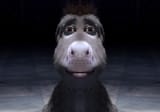 disappointed donkey