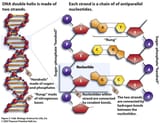 dna-drawing-labeled-52-4112391051