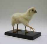 chick polymelia