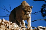 mountain lion