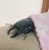 comfy beetle