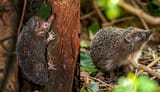 hedgehogs