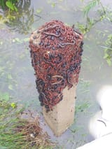 bug rock