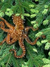 Octopus_Paxarbolis