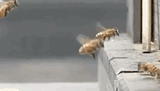 Nq0
