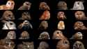 Owls_thumb.jpg