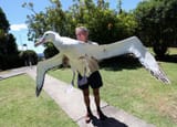 Albatross