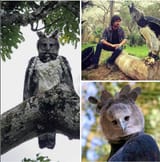 harpy eagle