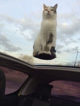 cat float